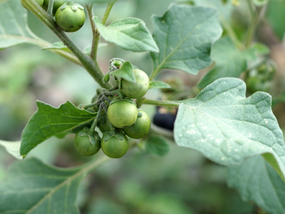 Image of Solanum nigrum specimen.