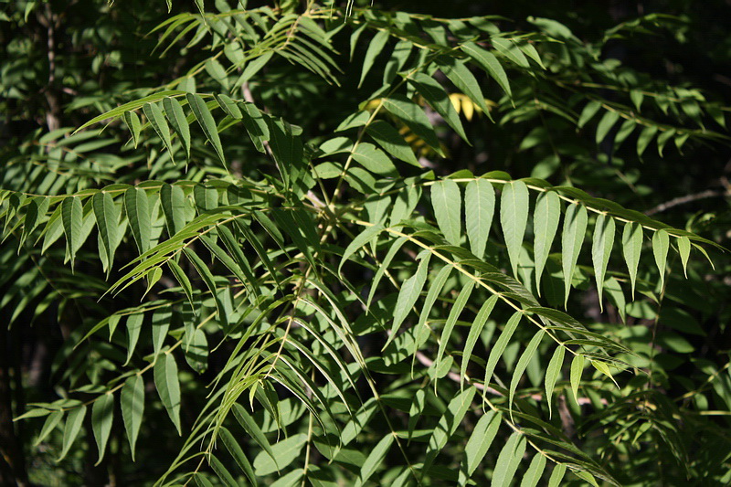 Image of Juglans nigra specimen.