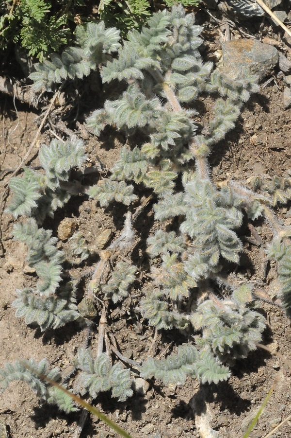 Image of Oxytropis brachycarpa specimen.