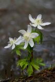 Eranthis tanhoensis. Цветущие растения. Бурятия, Байкальский заповедник, средняя часть северного склона хр. Хамар-Дабан, водораздел рек Осиновка и Ушаковка, темнохвойная тайга. 23.05.2014.