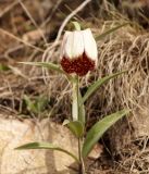 Fritillaria walujewii