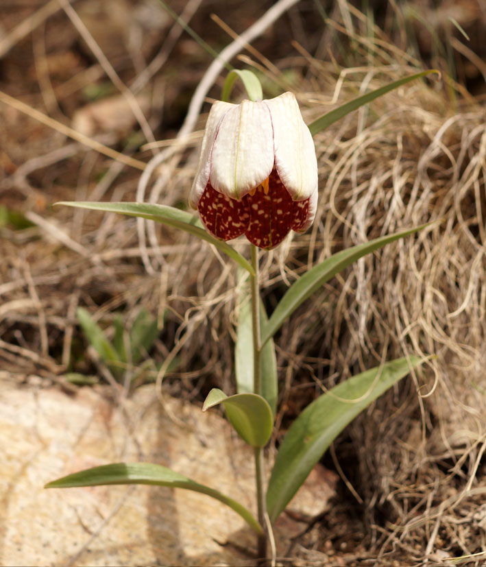 Изображение особи Fritillaria walujewii.