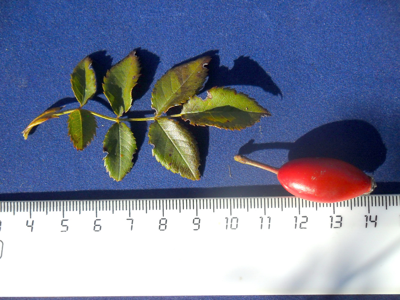 Image of Rosa canina specimen.