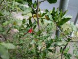 Ochna serrulata. Ветви с плодом. Австралия, г. Брисбен, сорное. 19.07.2015.