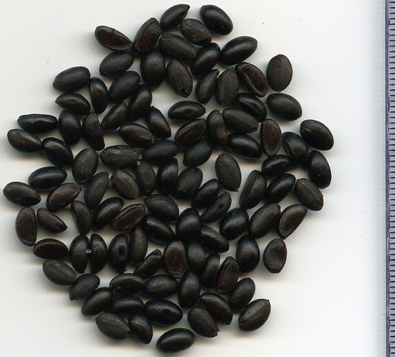 Image of Ligustrum vulgare specimen.