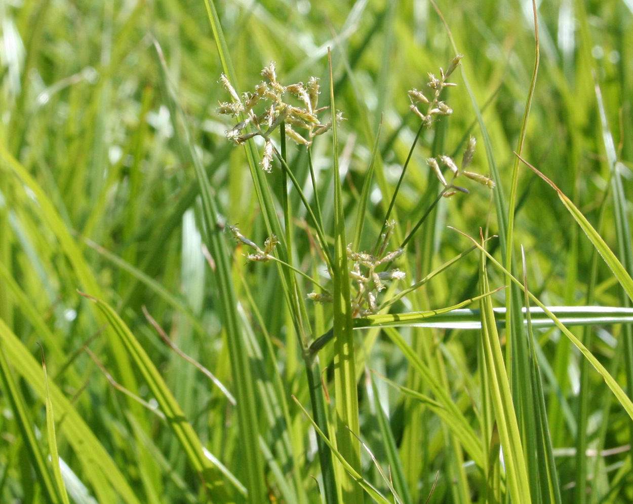 Image of Cyperus esculentus specimen.