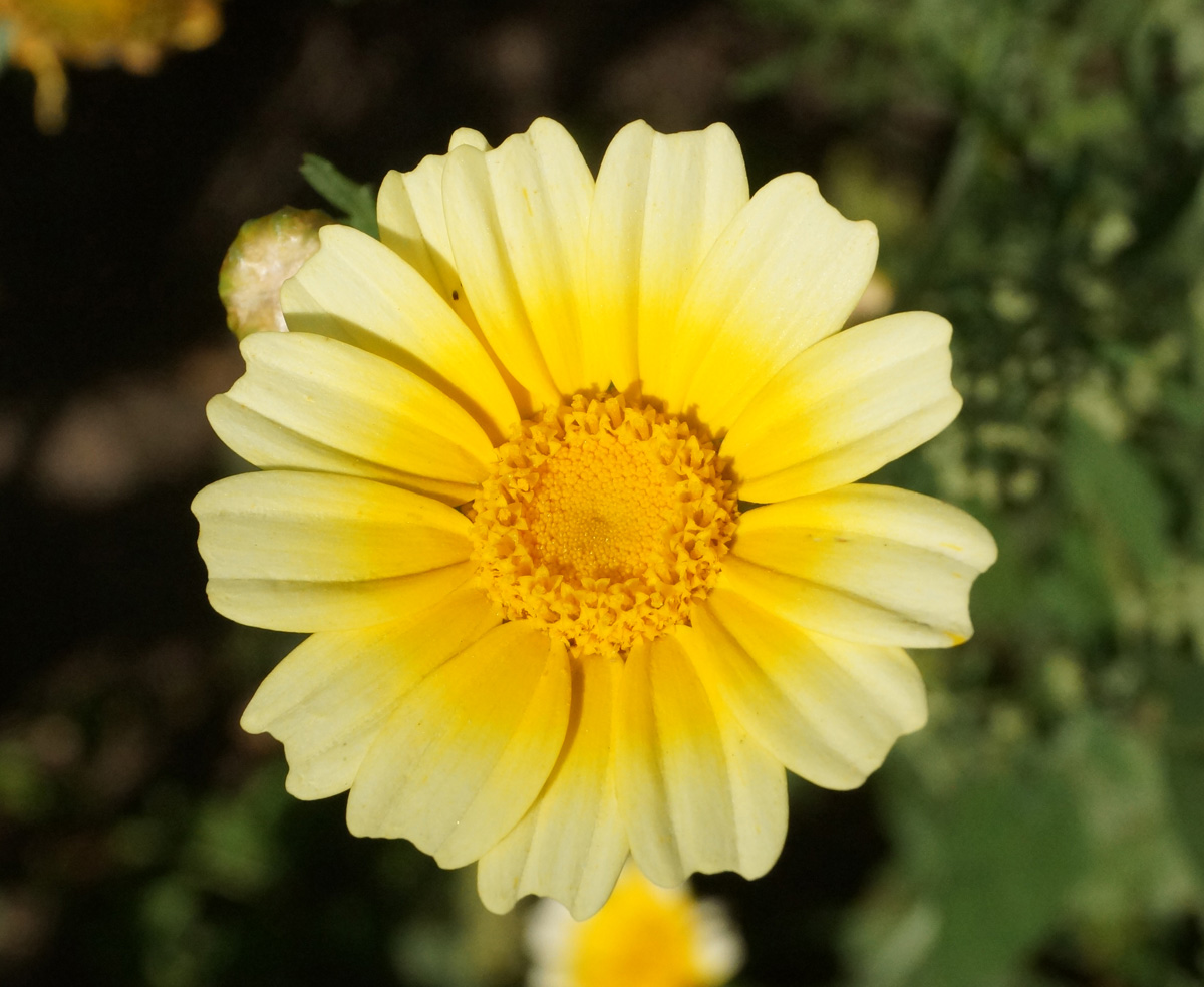 Image of Glebionis coronaria specimen.
