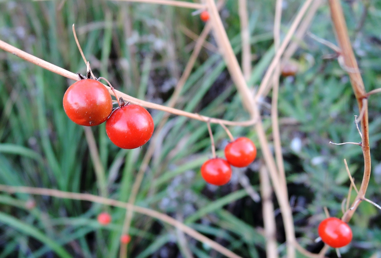 Image of Asparagus officinalis specimen.