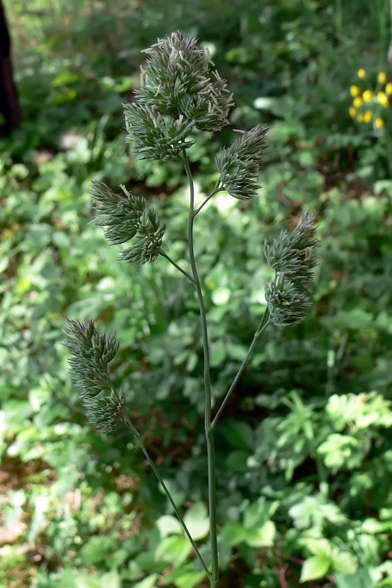 Изображение особи Dactylis glomerata.