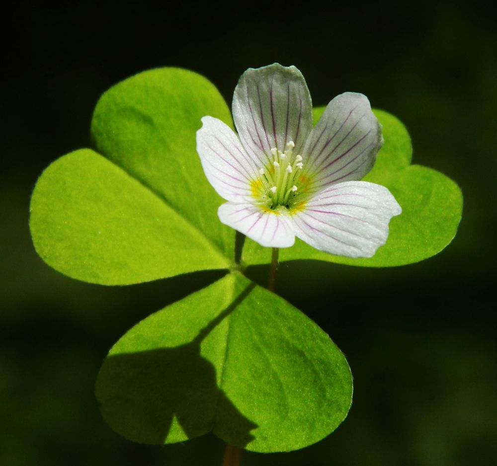 Изображение особи Oxalis acetosella.