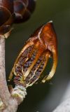 Hakea bucculenta