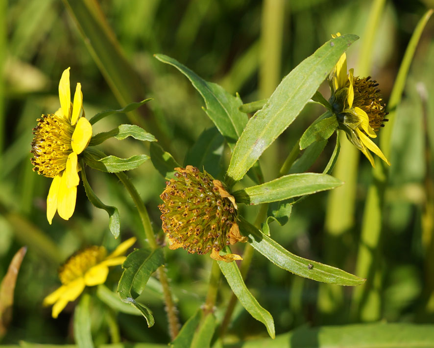 Image of Bidens cernua var. radiata specimen.