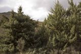 Juniperus subspecies macrocarpa