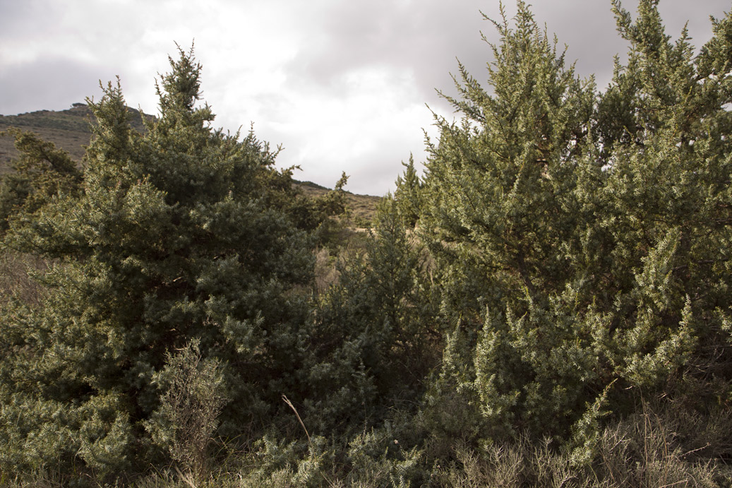 Image of Juniperus oxycedrus ssp. macrocarpa specimen.