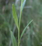 Polygala comosa. Часть побега. Белгородская обл., Губкинский р-н, запов. «Белогорье», Ямская степь. 17 июня 2009 г.