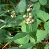 Maianthemum bifolium. Верхушка растения с созревающими плодами. Свердловская обл., окр. г. Североуральск, елово-лиственнично-сосновый лес. 29.07.2015.