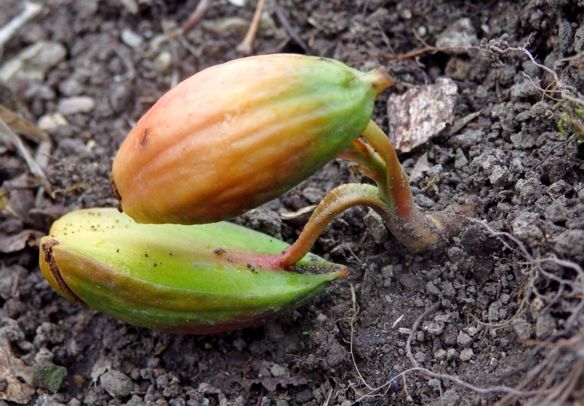 Image of genus Quercus specimen.