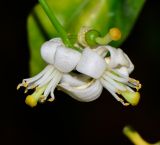 Citrus reticulata. Цветки и завязавшийся плод. Израиль, Шарон, г. Герцлия, киббуц Глиль Ям, плантация цитрусовых. 09.04.2016.