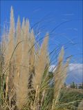 Cortaderia selloana