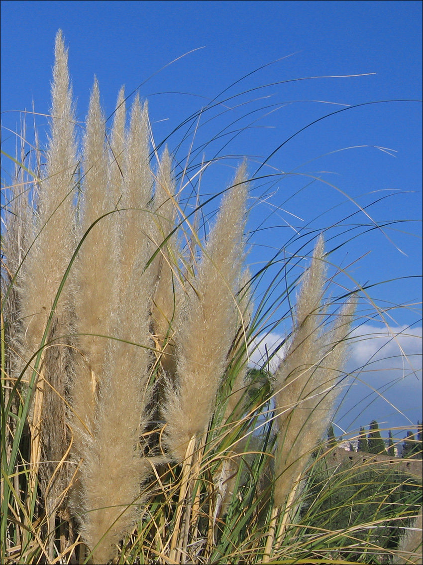 Изображение особи Cortaderia selloana.