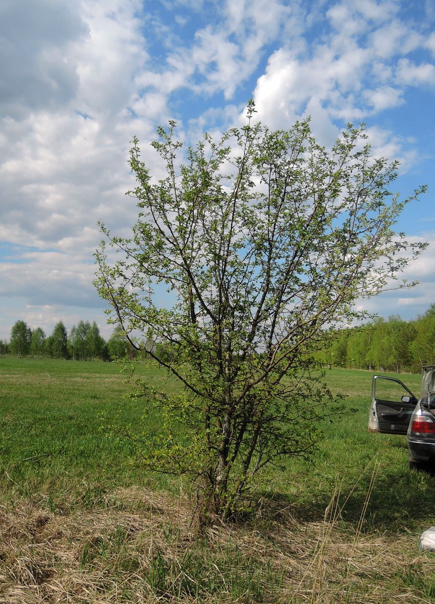 Изображение особи Malus domestica.