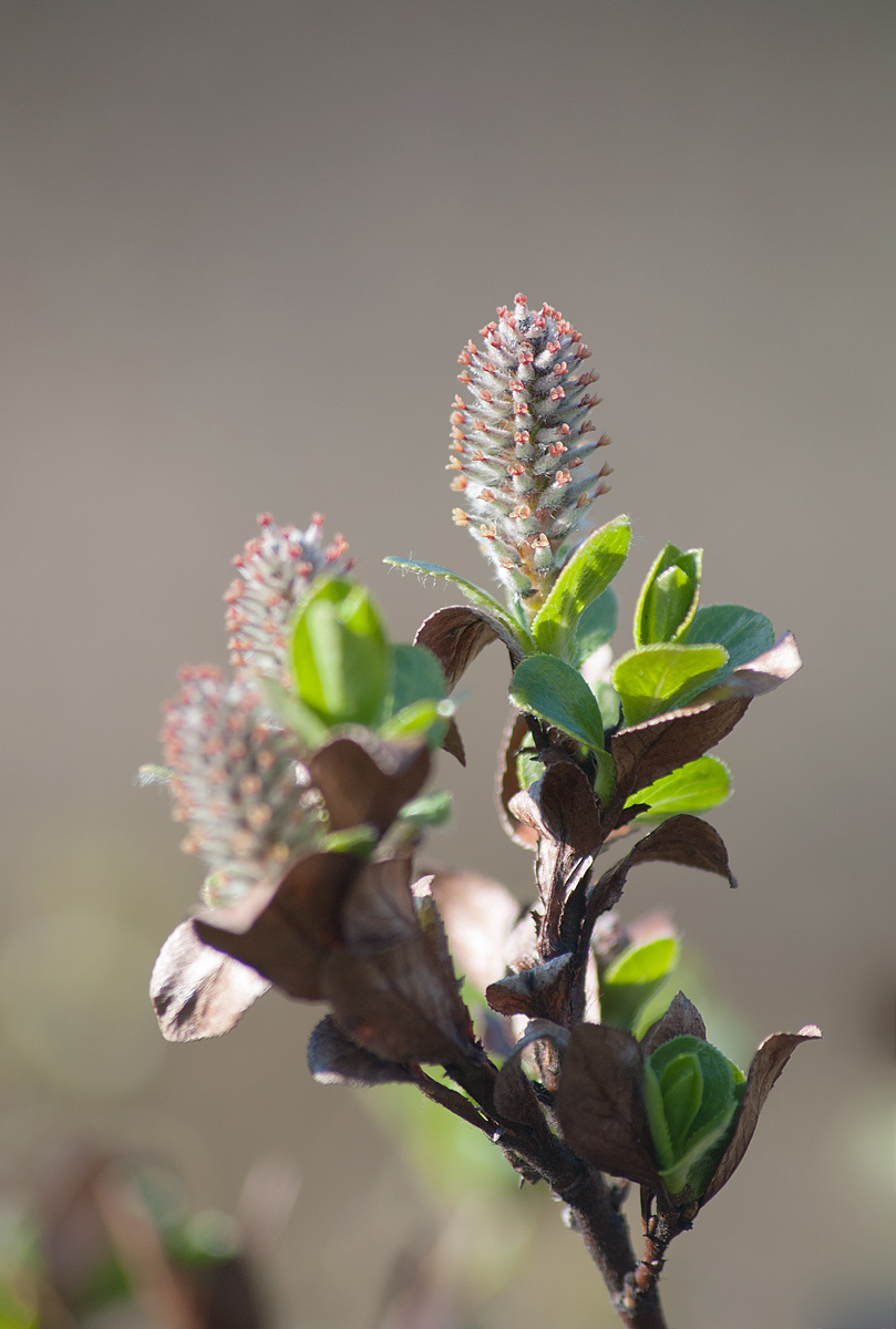 Image of Salix myrsinites specimen.