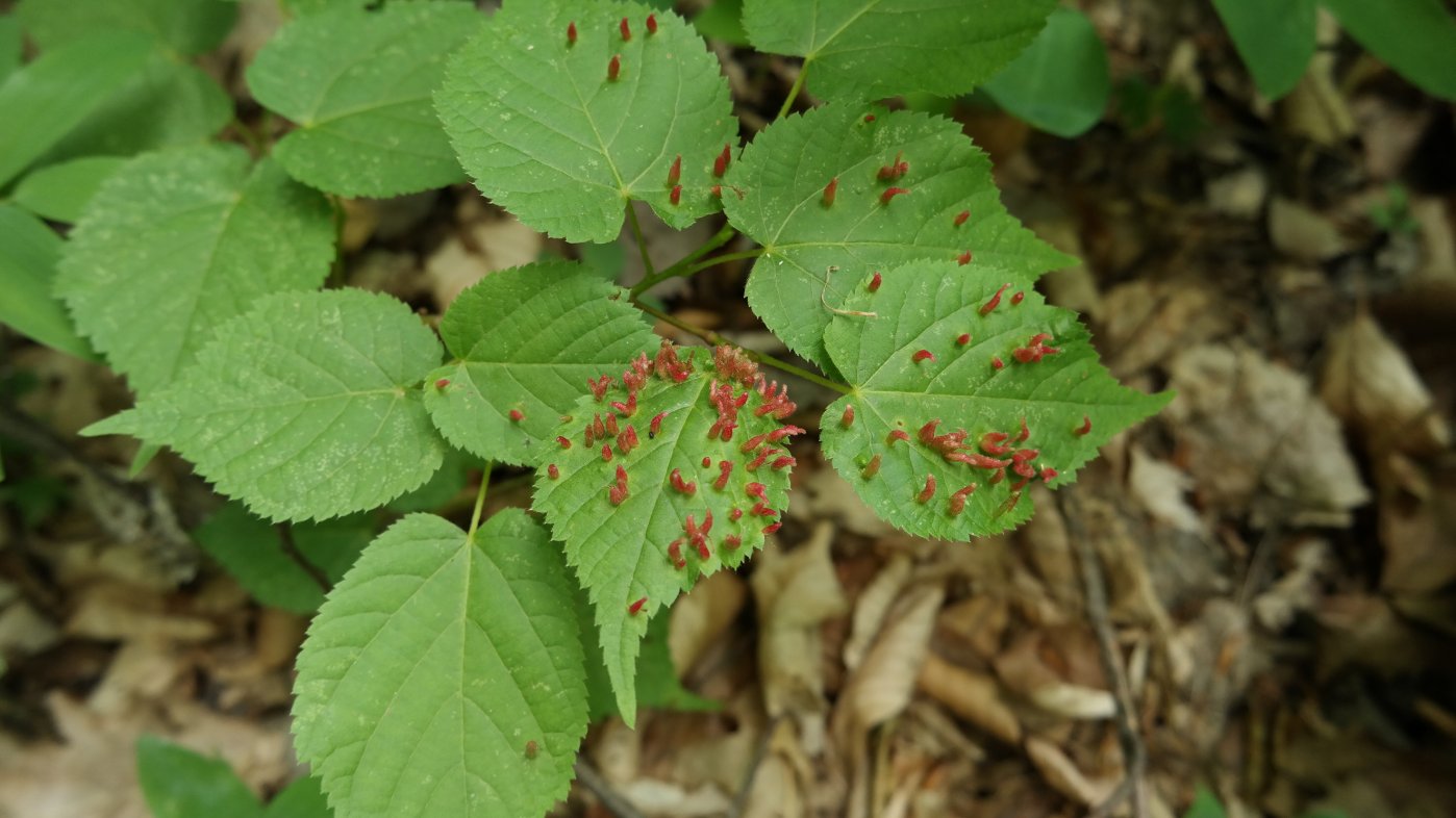 Image of Tilia begoniifolia specimen.