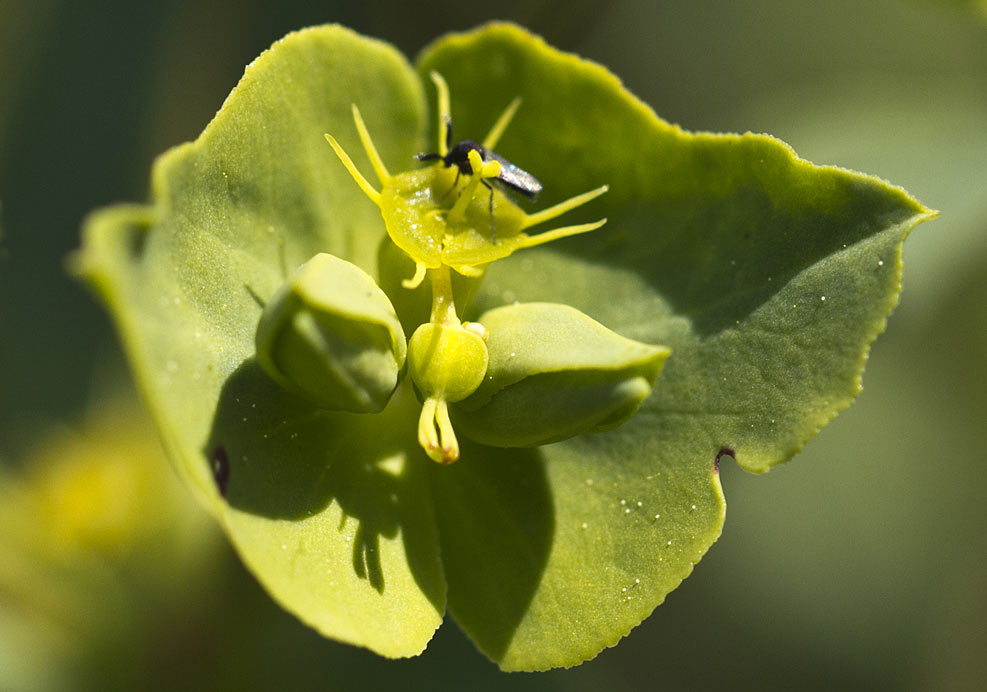 Image of Euphorbia terracina specimen.