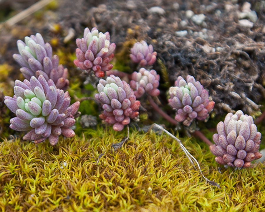 Изображение особи род Sedum.