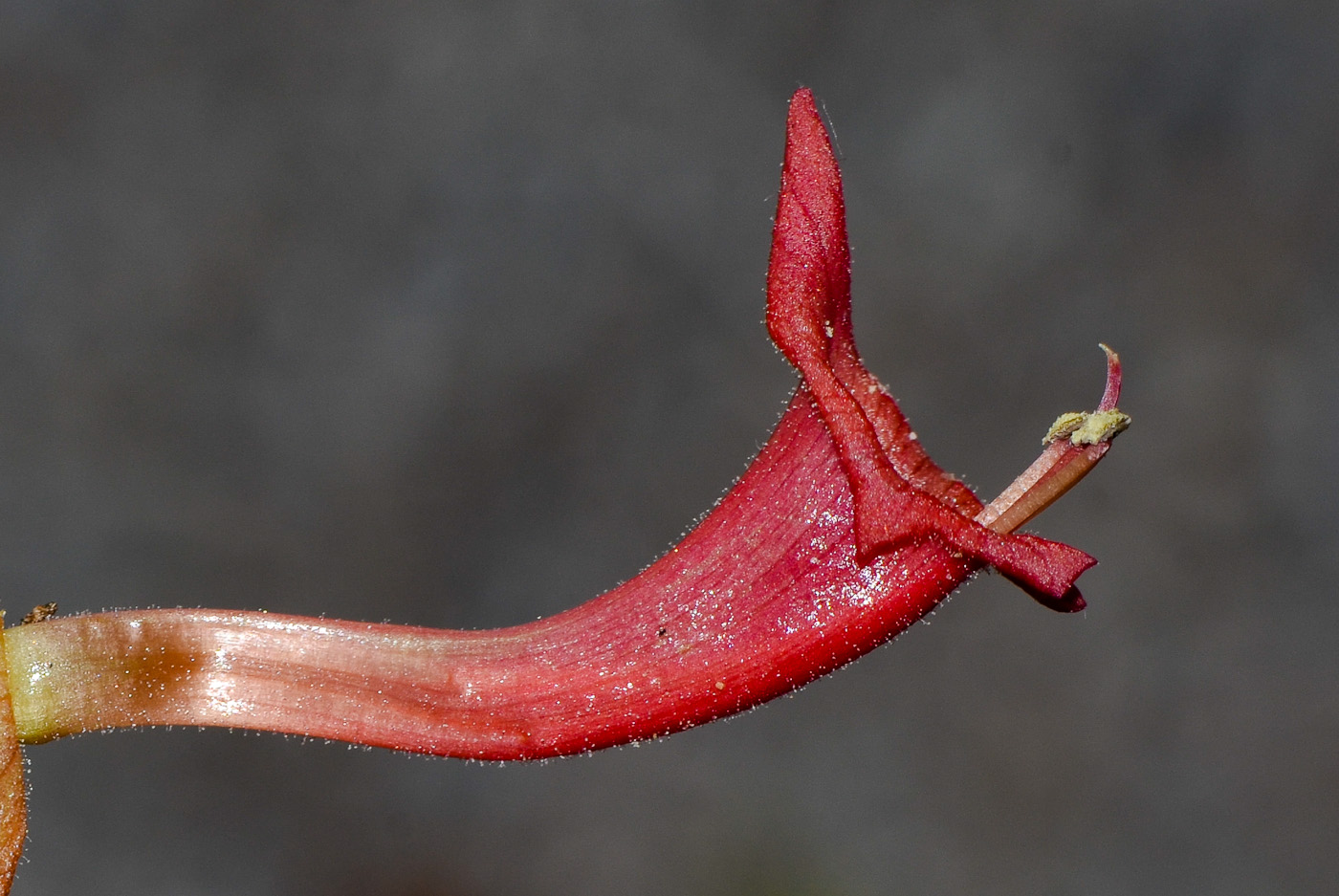 Image of Holmskioldia sanguinea specimen.