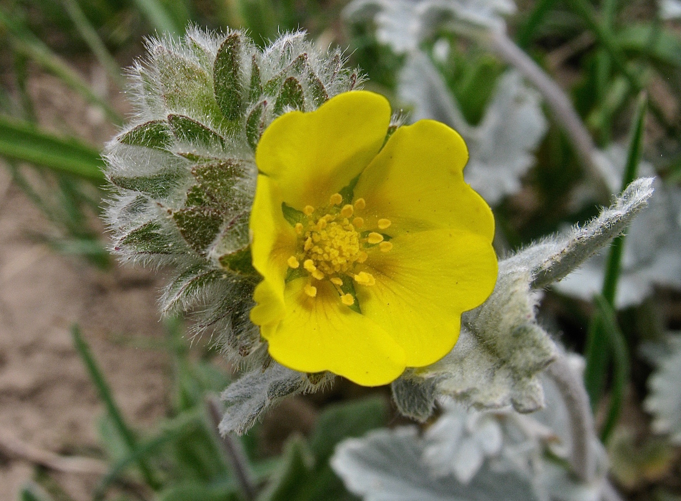 Image of Potentilla grisea specimen.