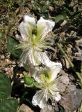 Capparis herbacea