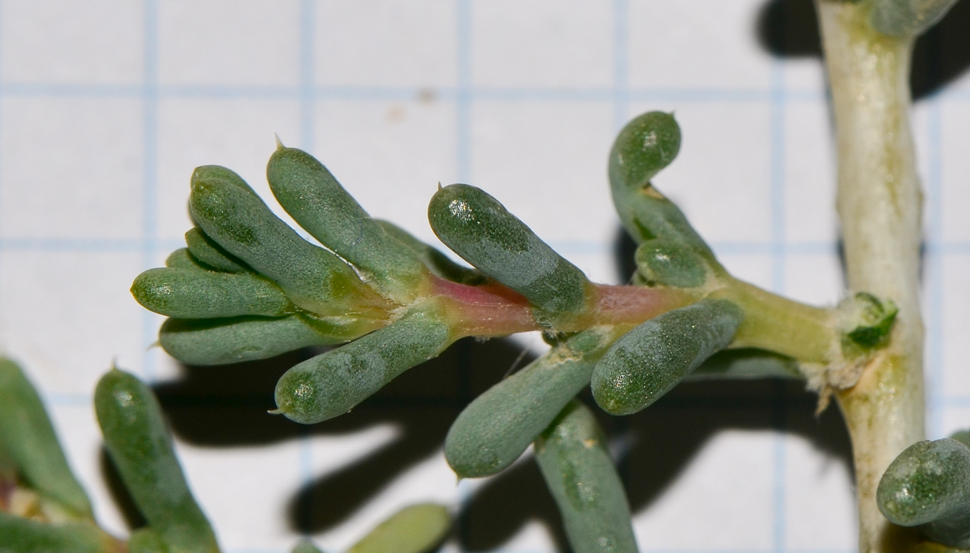Image of Halogeton alopecuroides specimen.