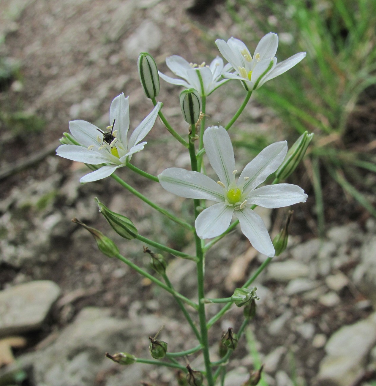 Image of Ornithogalum ponticum specimen.