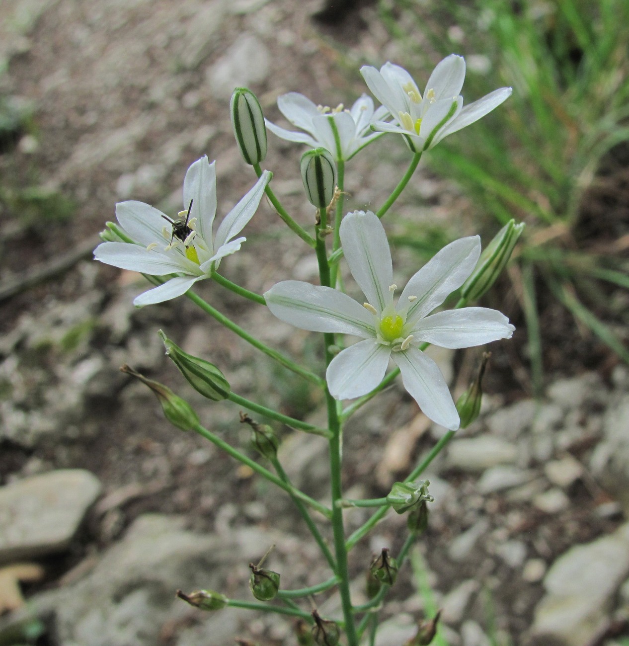 Изображение особи Ornithogalum ponticum.