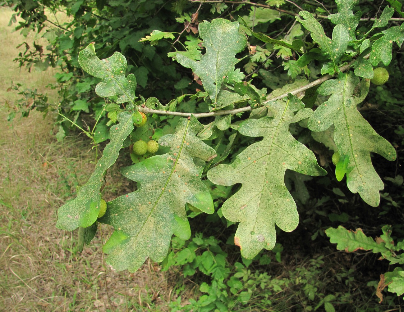 Image of Quercus robur specimen.