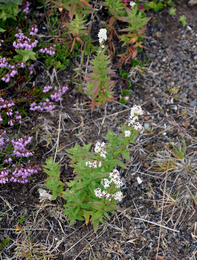 Image of Galium boreale specimen.