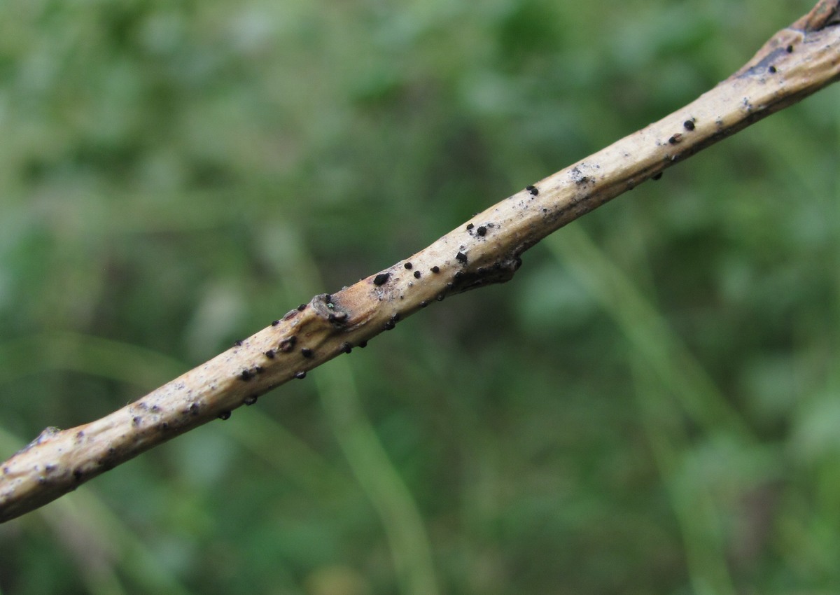 Изображение особи Salix elbursensis.