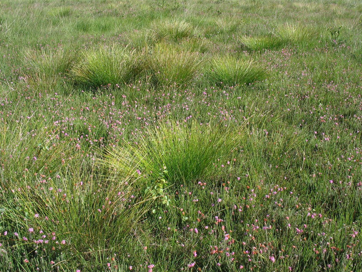 Изображение особи Trichophorum cespitosum ssp. germanicum.