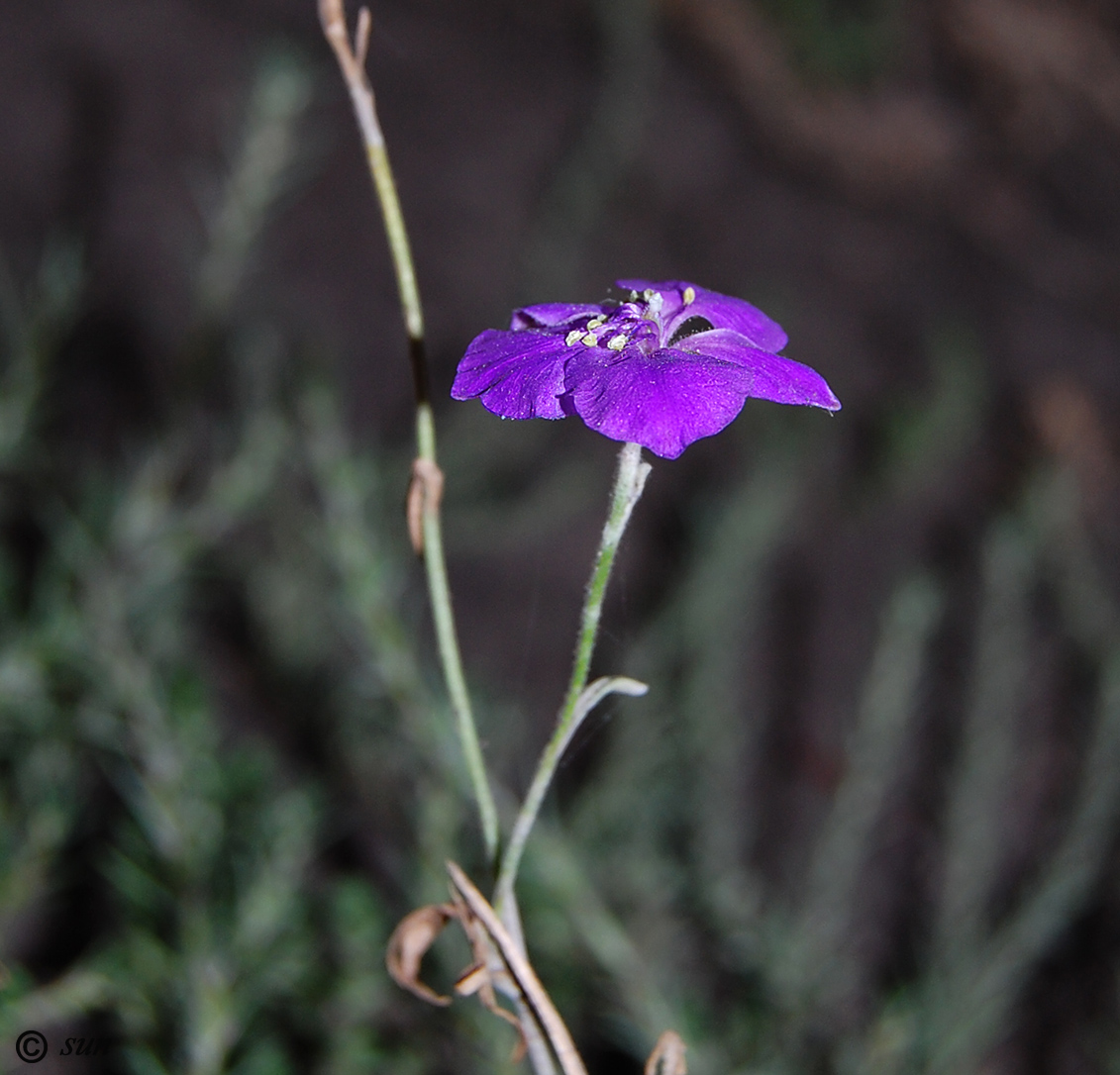 Image of Delphinium consolida specimen.