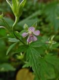 Geranium sibiricum. Цветок. Марий Эл, г. Йошкар-Ола, лесистая часть Центрального парка. 07.09.2016.