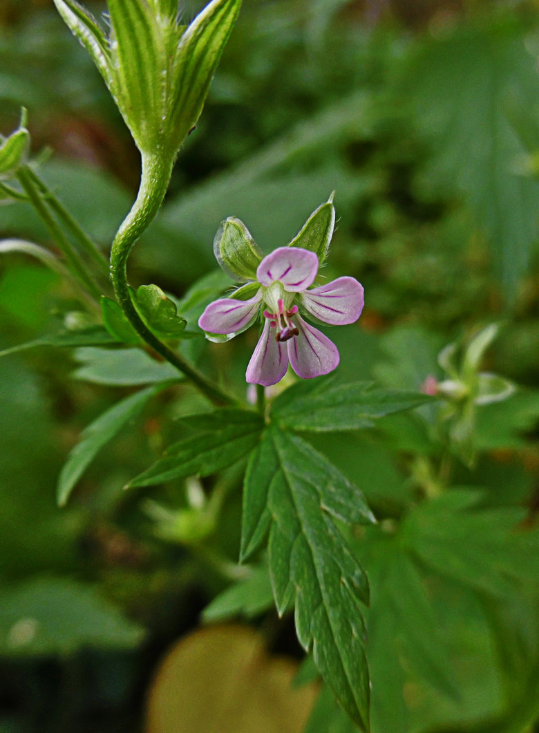 Image of Geranium sibiricum specimen.