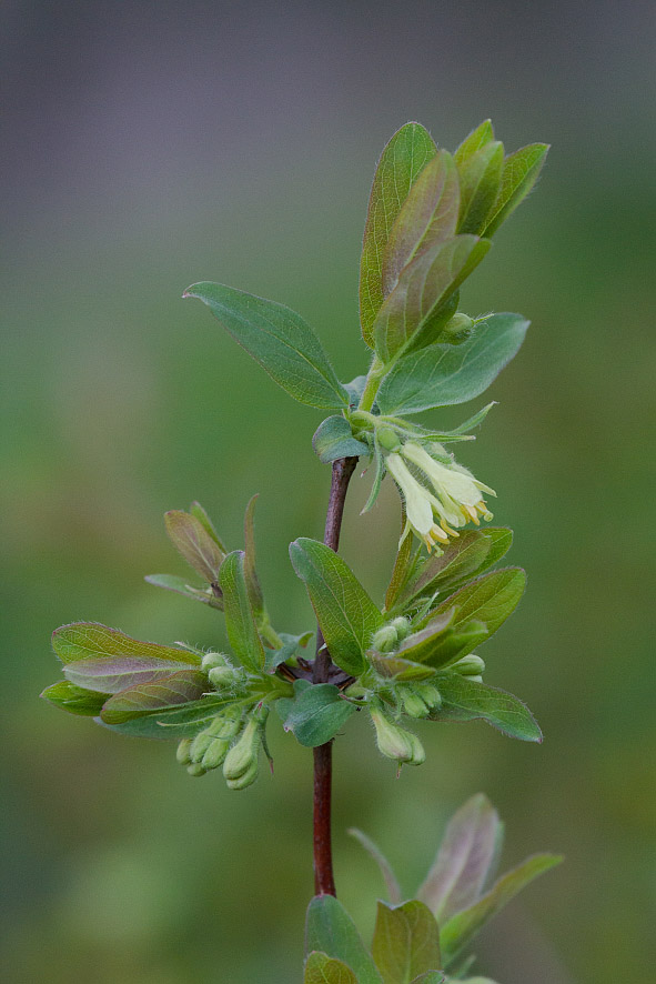 Image of Lonicera caerulea specimen.