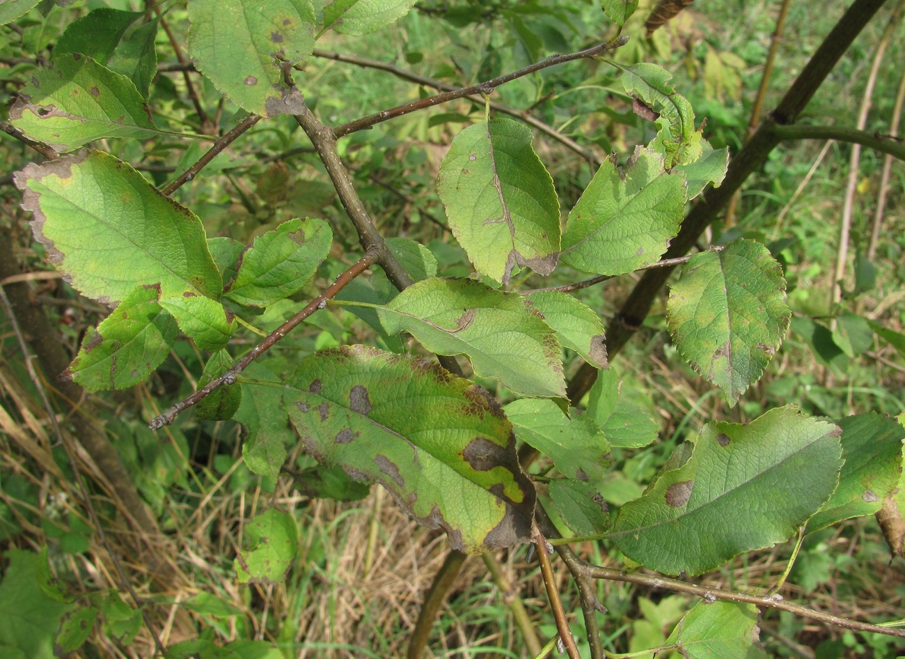 Image of genus Malus specimen.