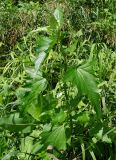 Atriplex sagittata. Верхушка вегетирующего растения. Восточный Казахстан, Уланский р-н, окр. с. Украинка, луг. 19.07.2016.