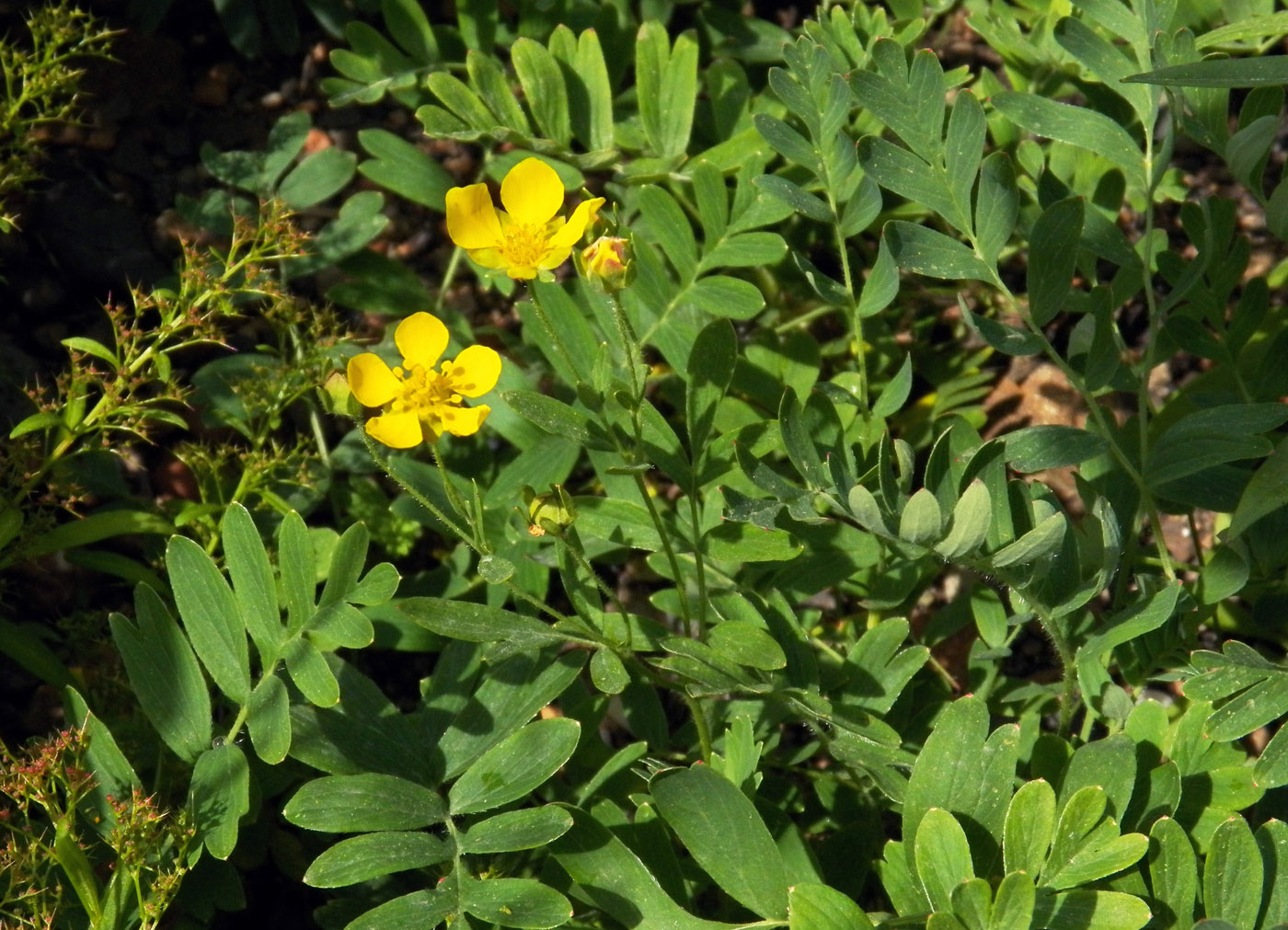 Изображение особи Potentilla bifurca.