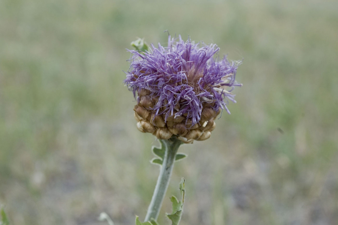 Image of Stemmacantha uniflora specimen.