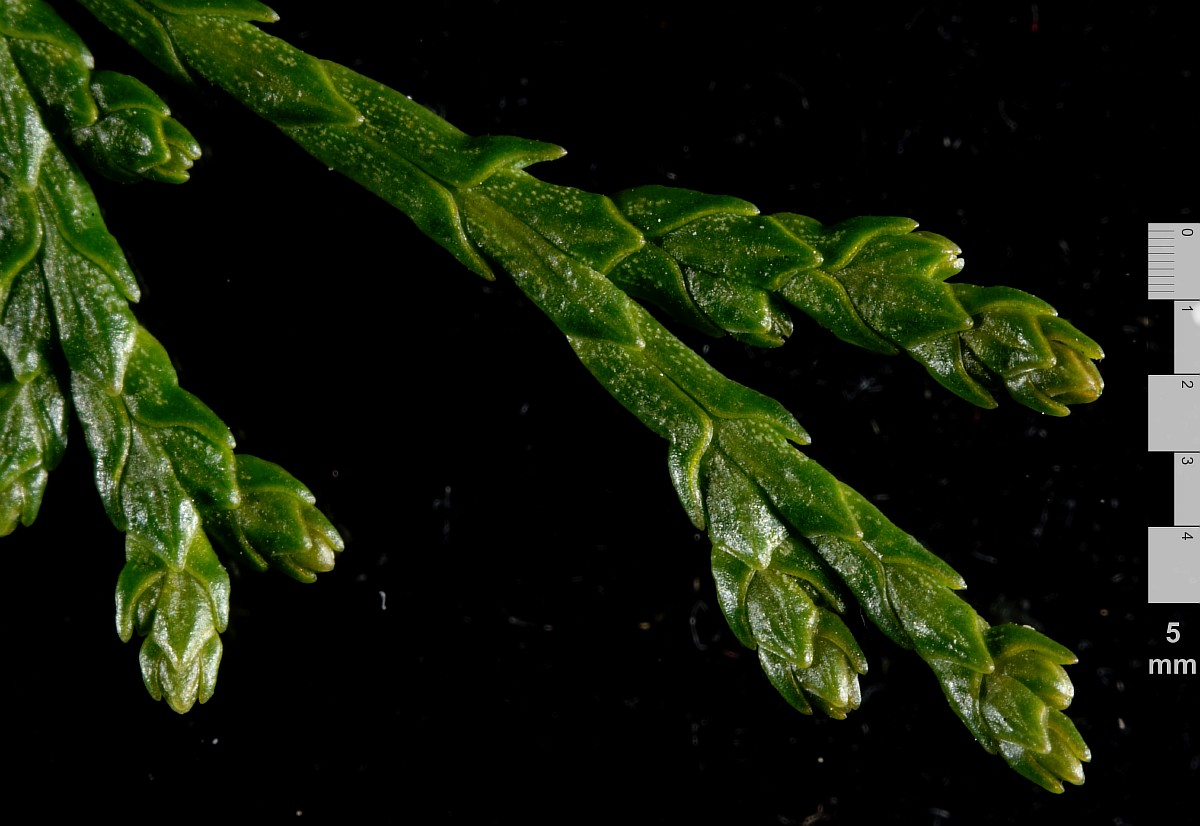 Image of Platycladus orientalis specimen.