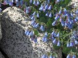 Image of taxon representative. Author is Марина Ворошилова