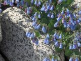 Mertensia maritima